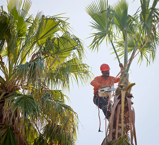 Best Weed Control  in Belle Isle, FL