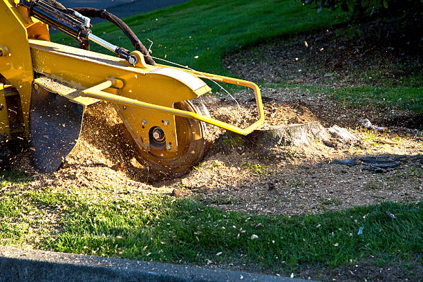 How Our Tree Care Process Works  in  Belle Isle, FL